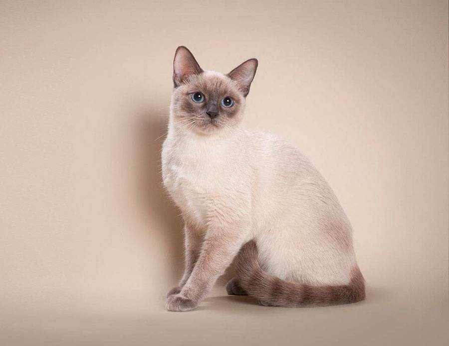 Сиамские кошки: описание породы, характер, здоровье