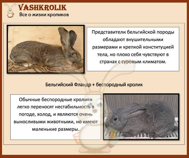 Кролики серый великан: описание породы, содержание и уход