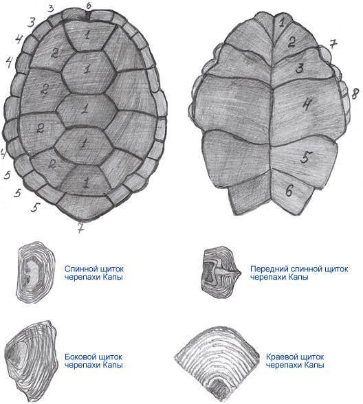 Особенности определения возраста у сухопутной черепахи