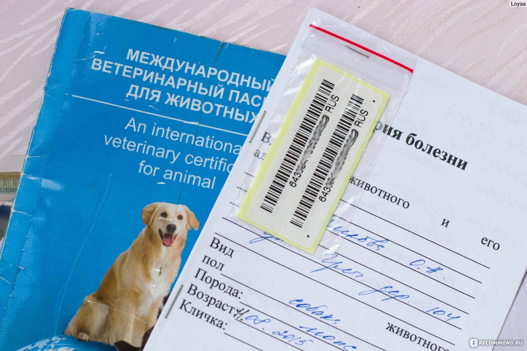 Как проверить родословную собаки: самые простые способы - truehunter.ru