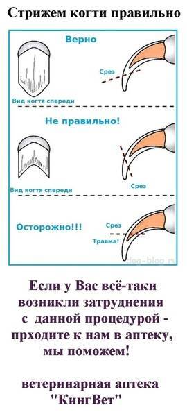 Как подстричь когти морской свинке в домашних условиях: пошаговая инструкция