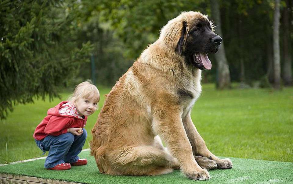 Самые добрые собаки — топ-10 пород в мире