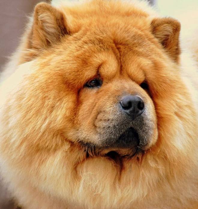 9 лучших пород собак с синими языками — сайт эксперта по животным
