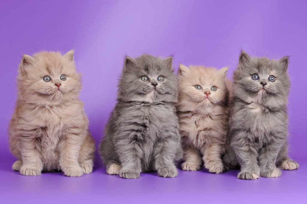 Британская длинношерстная кошка: фото, описание породы, характер, здоровье, уход и содержание