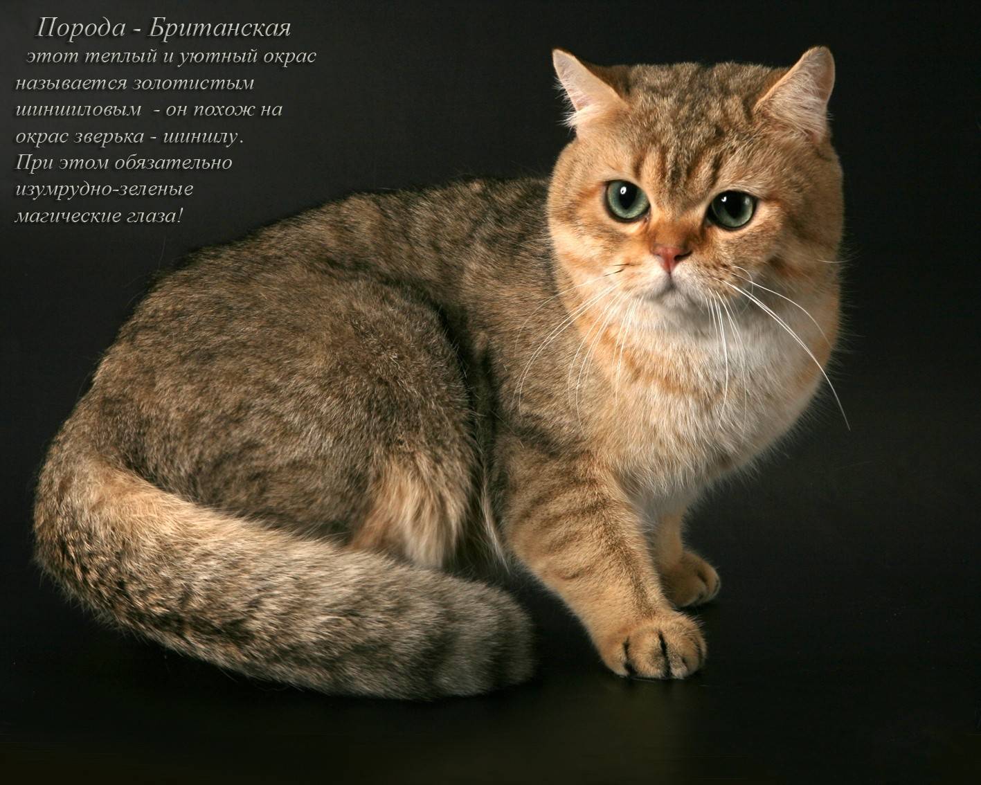 Породы кошек с фотографиями и названиями рейтинг