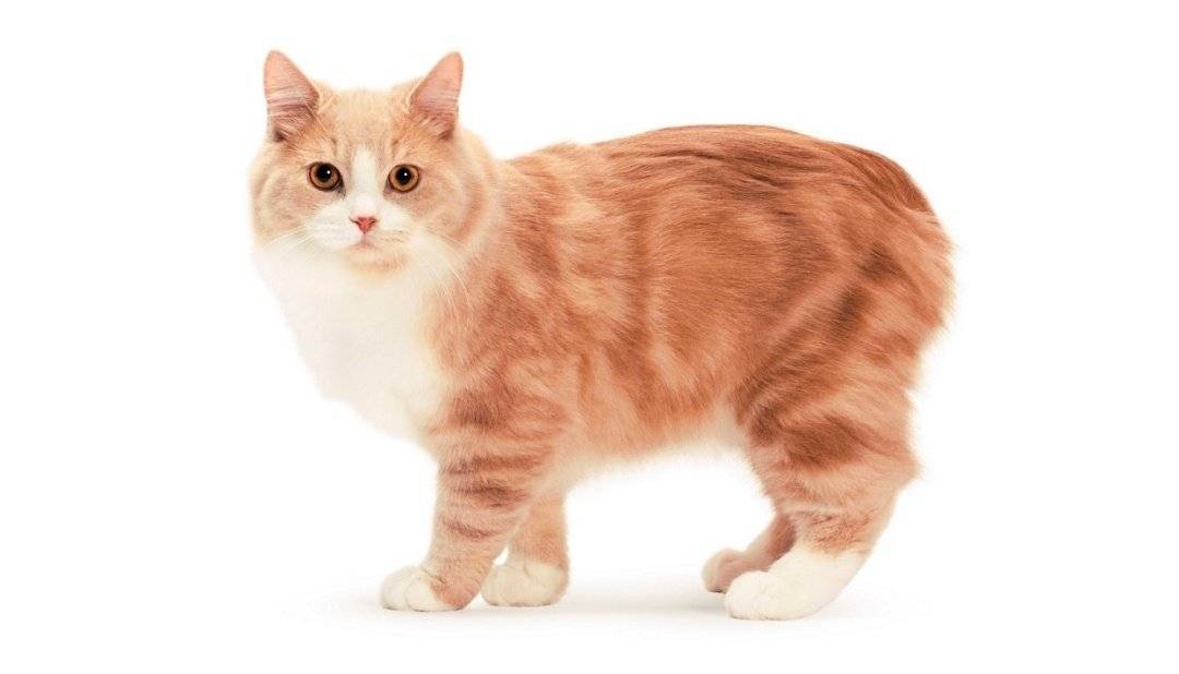Описание и характер породы кошек без хвоста мэнкс (мэнской кошки)