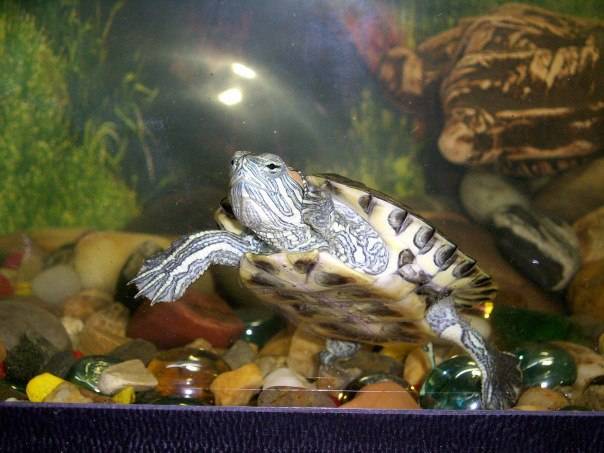 Чистка и обслуживание аквариума для черепах
