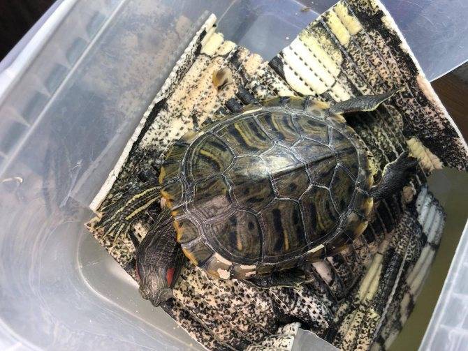 Красноухая черепаха в домашних условиях: содержание, кормление и уход