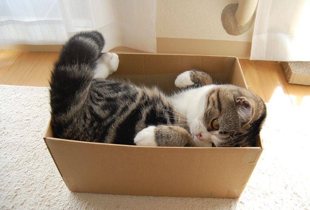 Кот в коробке — ещё одна кошачья загадка