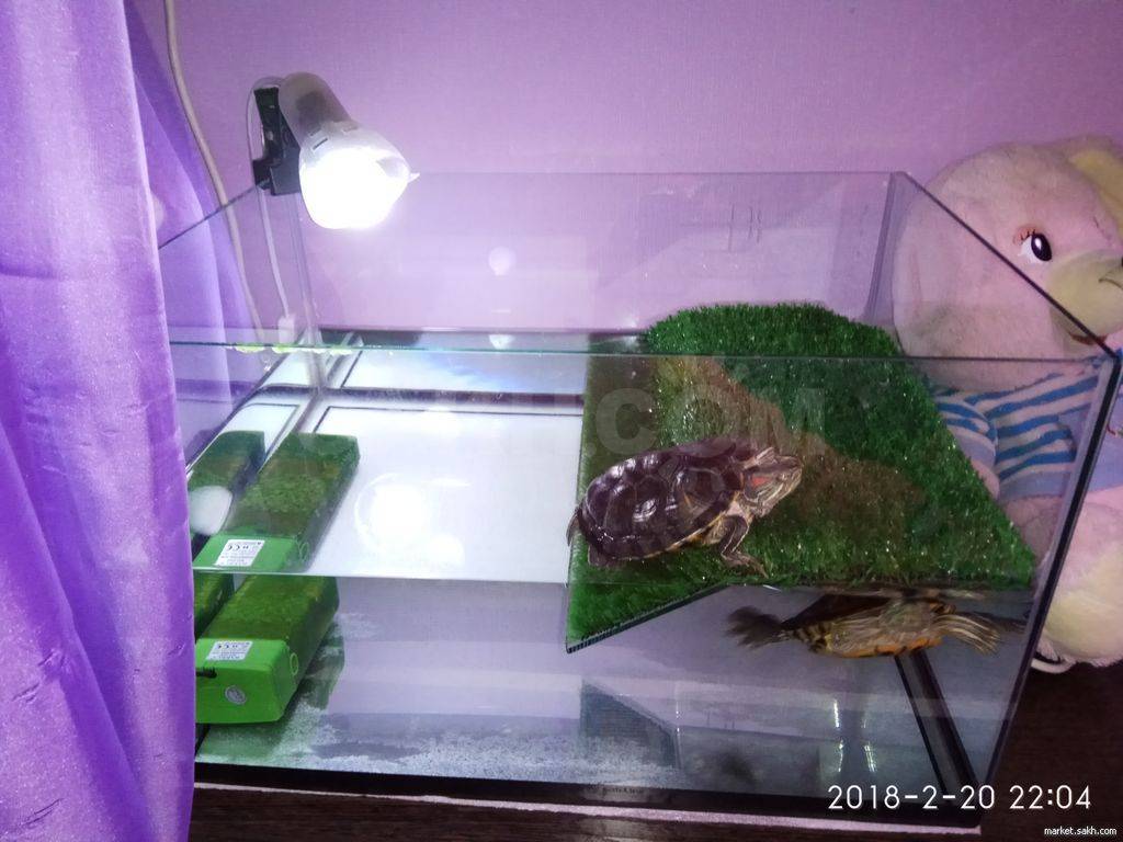 Водная красноухая черепаха: содержание животного, уход за взрослыми и маленькими особями дома