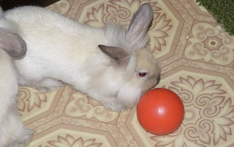 Дрессировка карликового кролика в домашних условиях: правила обучения, команды и игры с животным