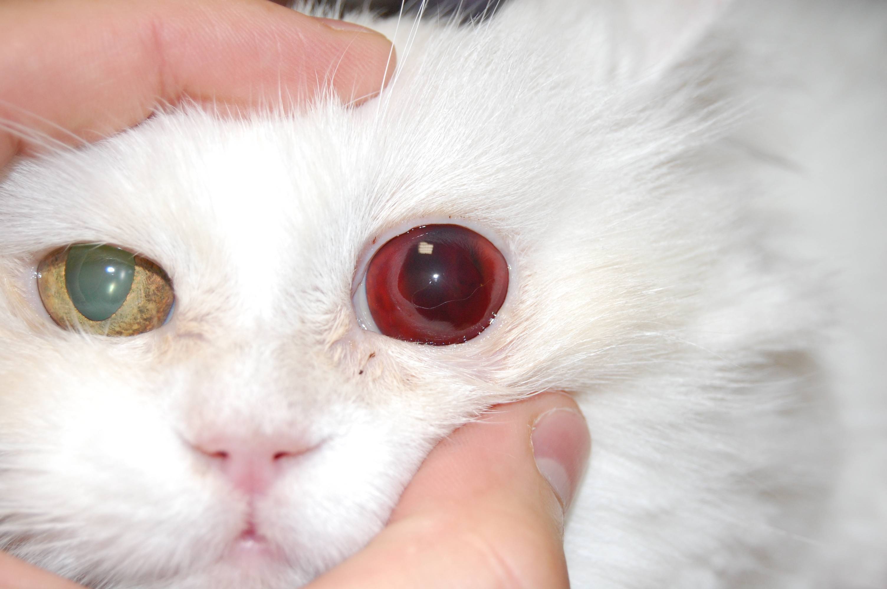 Почему у котенка слезятся глаза | что делать, сопли