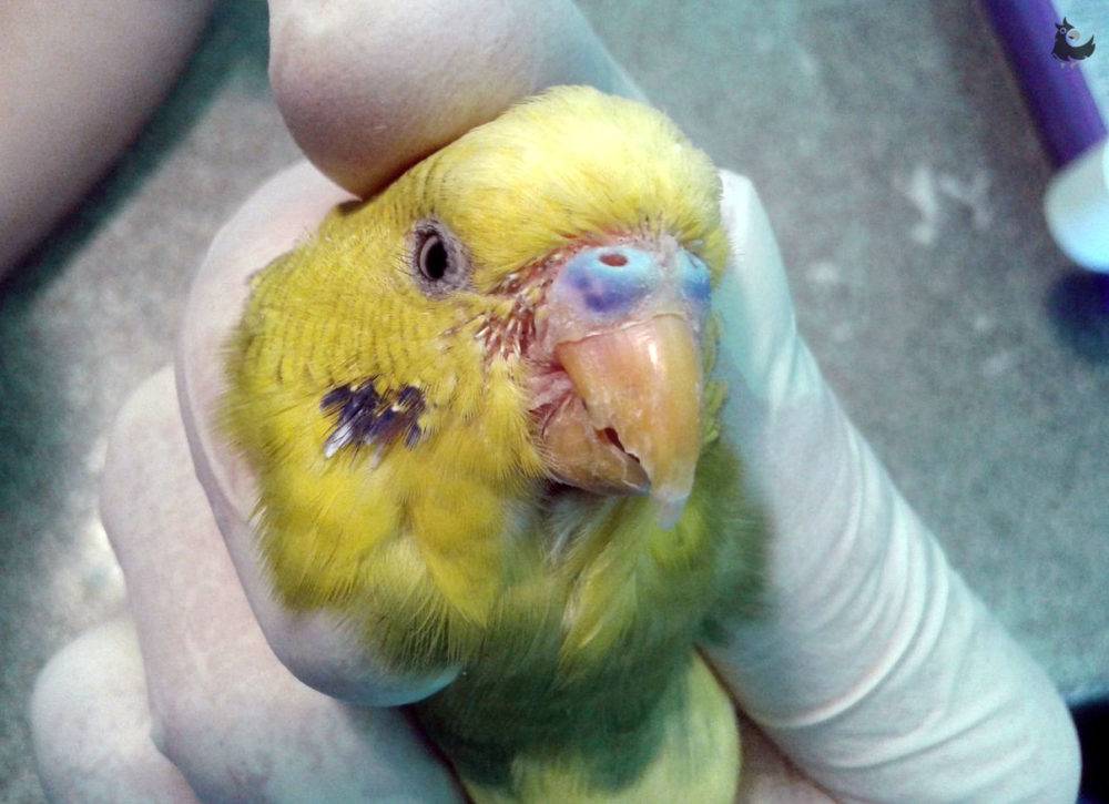 Лечение воспаления клоаки у волнистого попугая