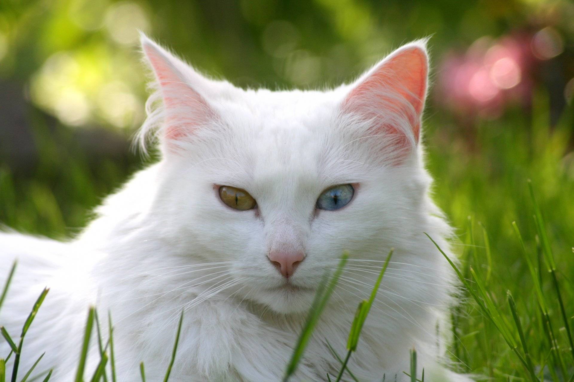 Кошки и коты с разными глазами: породы | белая, фото