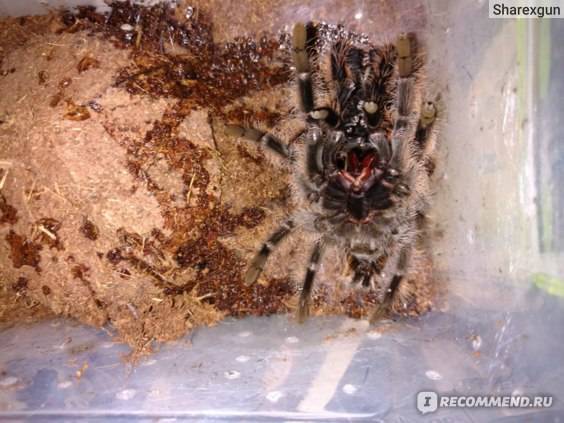 Особенности и строение домового паука отшельник – насколько опасен для человека. безобидный на вид и смертельно опасный – коричневый паук отшельник