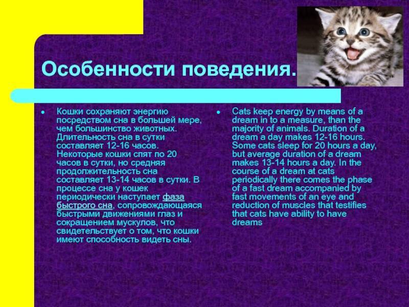 Сколько часов спят кошки: все секреты наших домашних любимцев