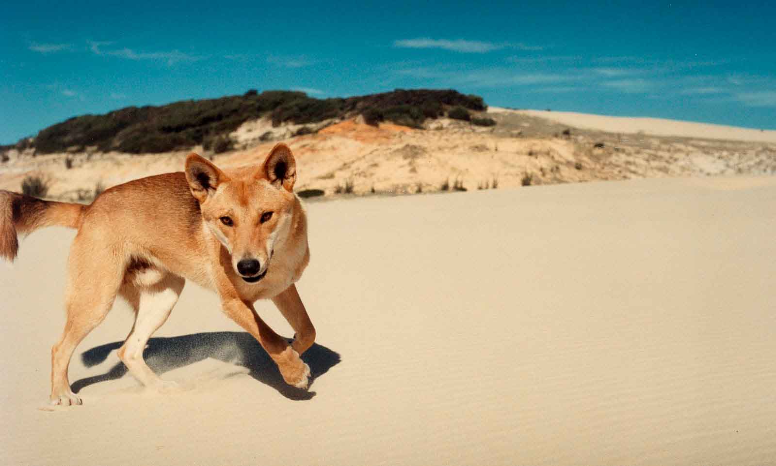 Динго (австралийская дикая собака)