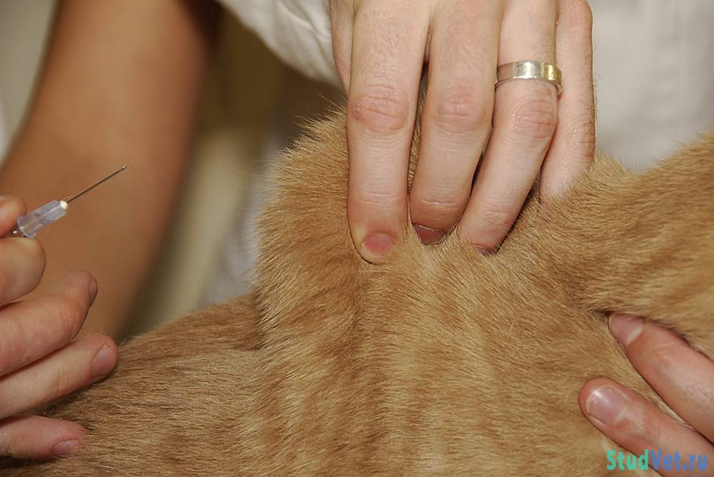 Как сделать укол кошке: внутримышечно, в холку, бедро, ногу, подкожно, видео, как поставить инъекцию коту или котёнку в домашних условиях