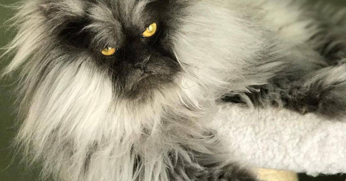 Самые пушистые кошки в мире: фото, породы