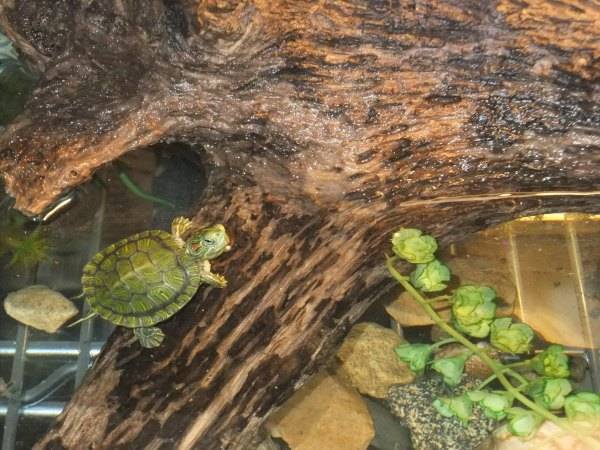 Сколько красноухая черепаха может прожить быть без воды? - твой питомец