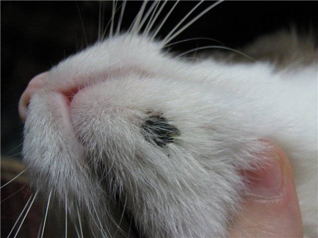 Заболевания носовой полости у кошек