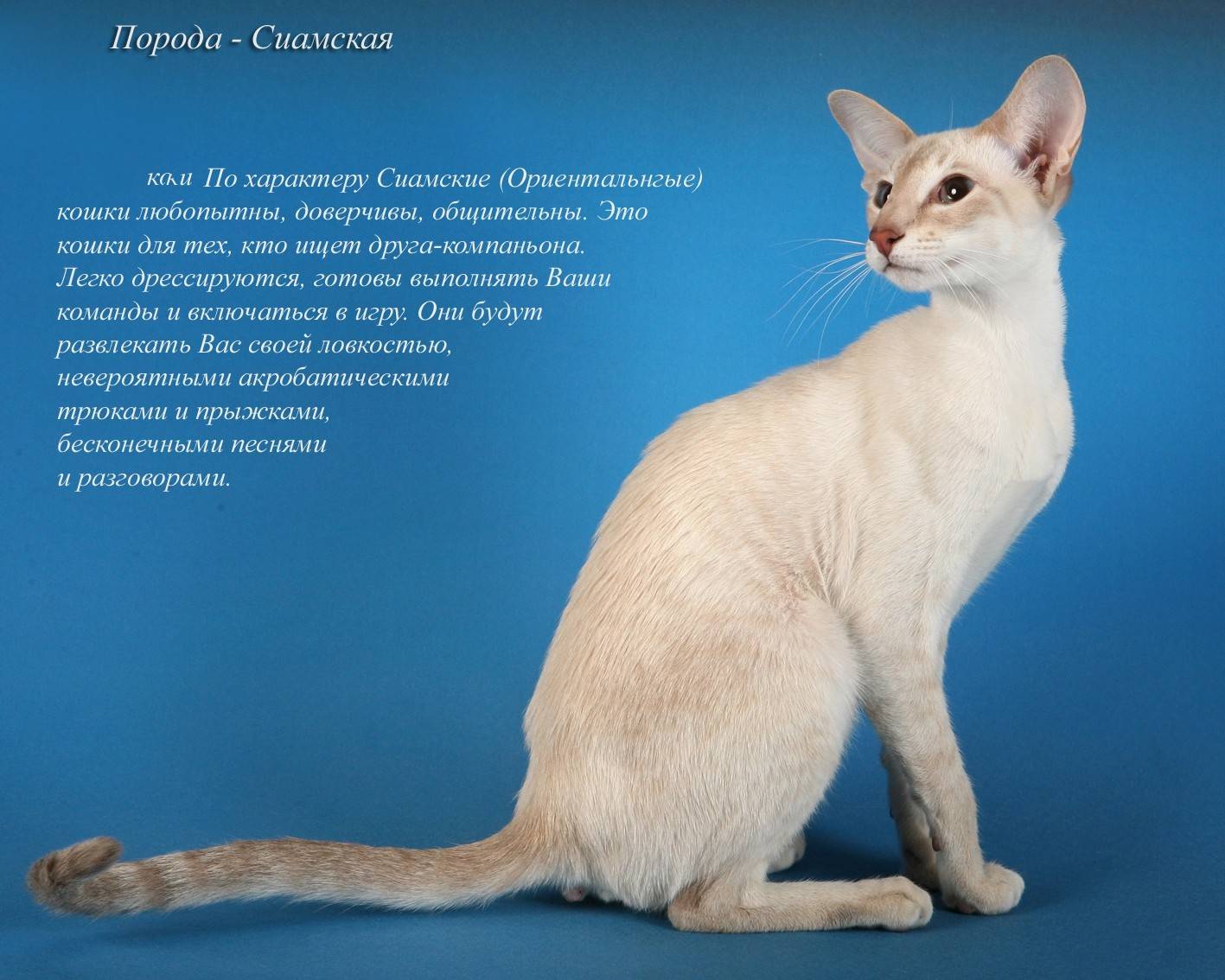 Сиамская кошка: описание породы и особенности содержания