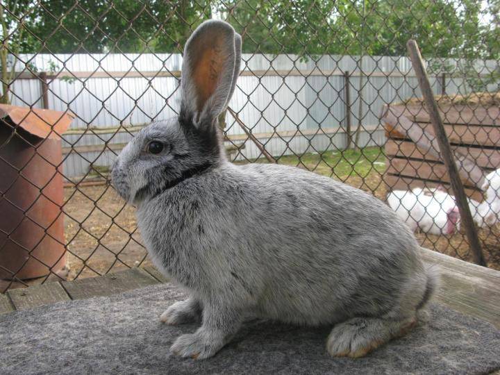 Самая крупная порода кроликов для выращивания – обер.