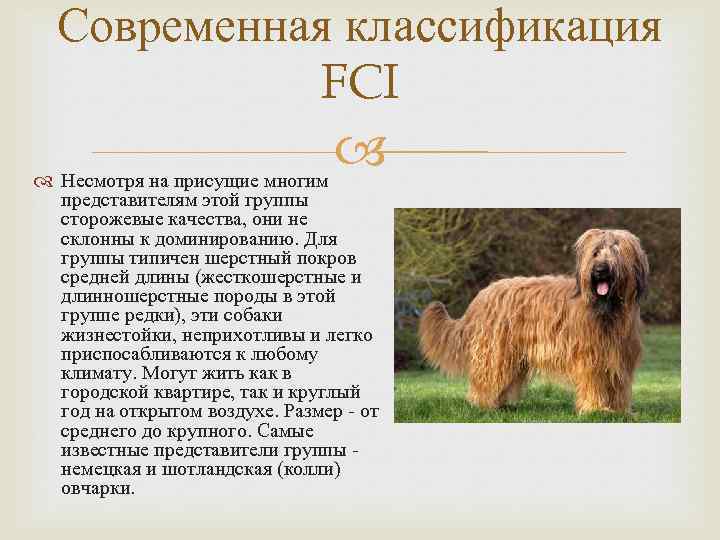 Породы собак ркф — условные обозначения и сравнительная классификация