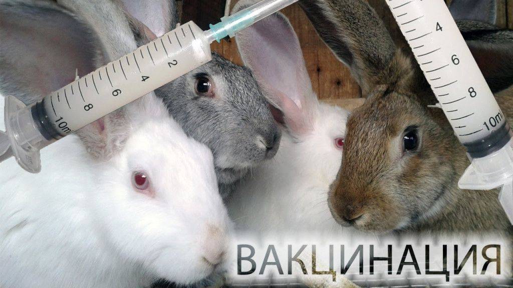 Прививки кроликам: какие и когда делать, в каком возрасте
