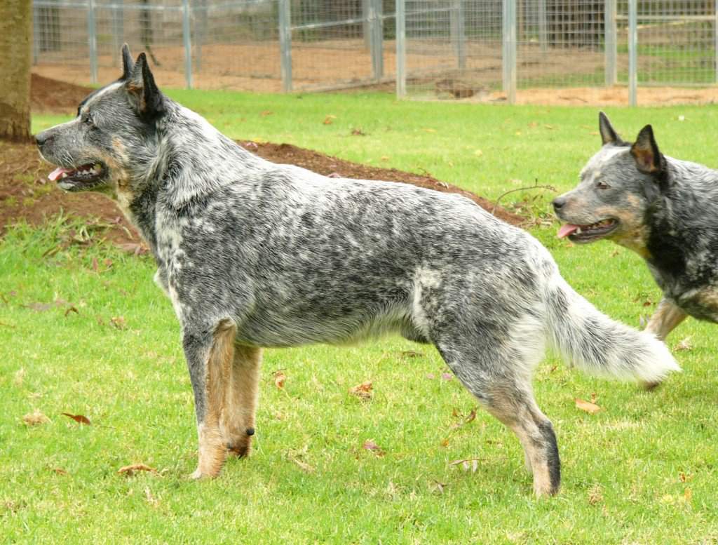 Австрали́йская короткохво́стая пасту́шья соба́ка (australian stumpy tail cattle dog) или короткохвостый хилер
