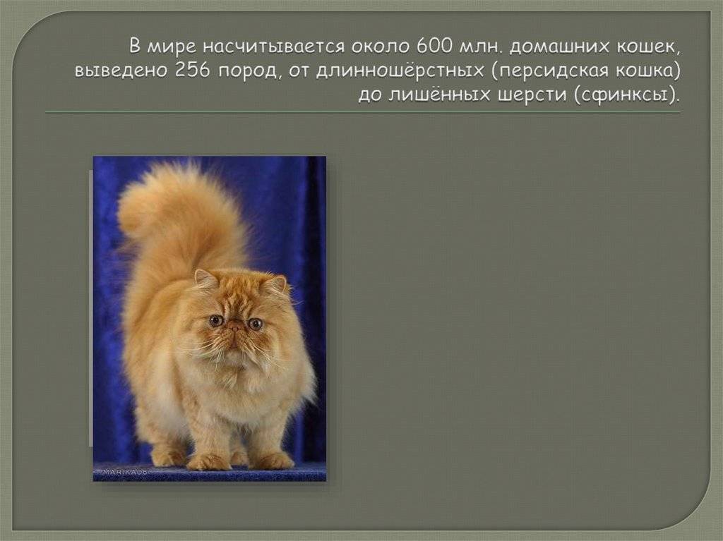 Кошка с кисточками на ушах: порода, фото | дикая и домашняя, большая
