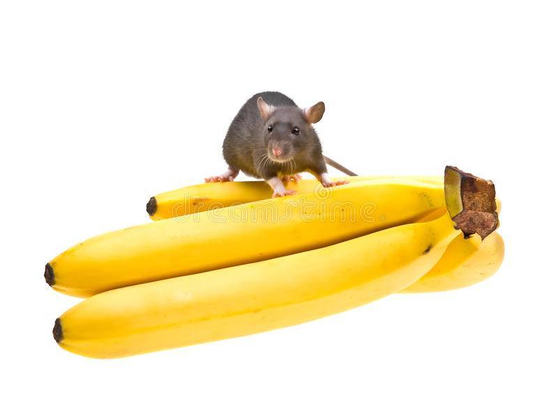Что едят домашние крысы: рацион грызуна