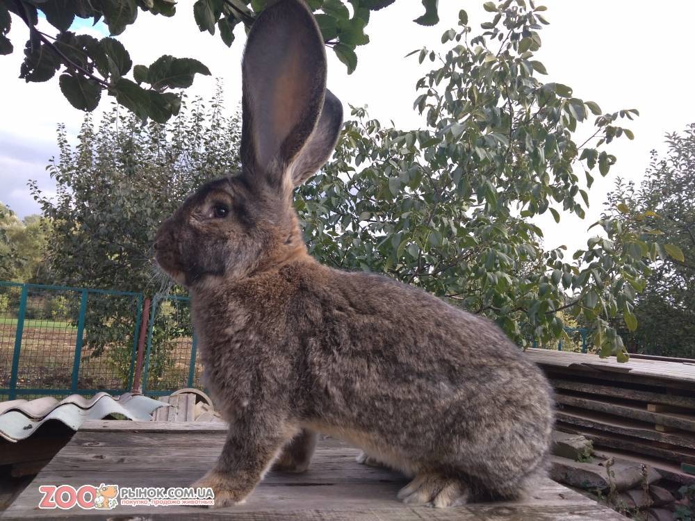 Самые крупные породы кроликов (топ-13 самых больших кролов)
