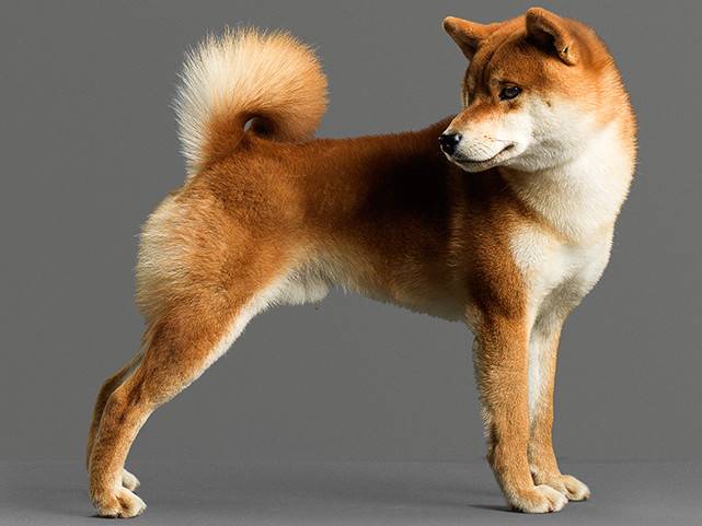 Породы собак японии: обзор, характеристика и особенности ухода, фото представителей