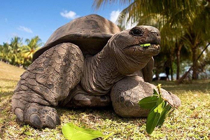 Знаменитая старая гигантская черепаха Джонатан