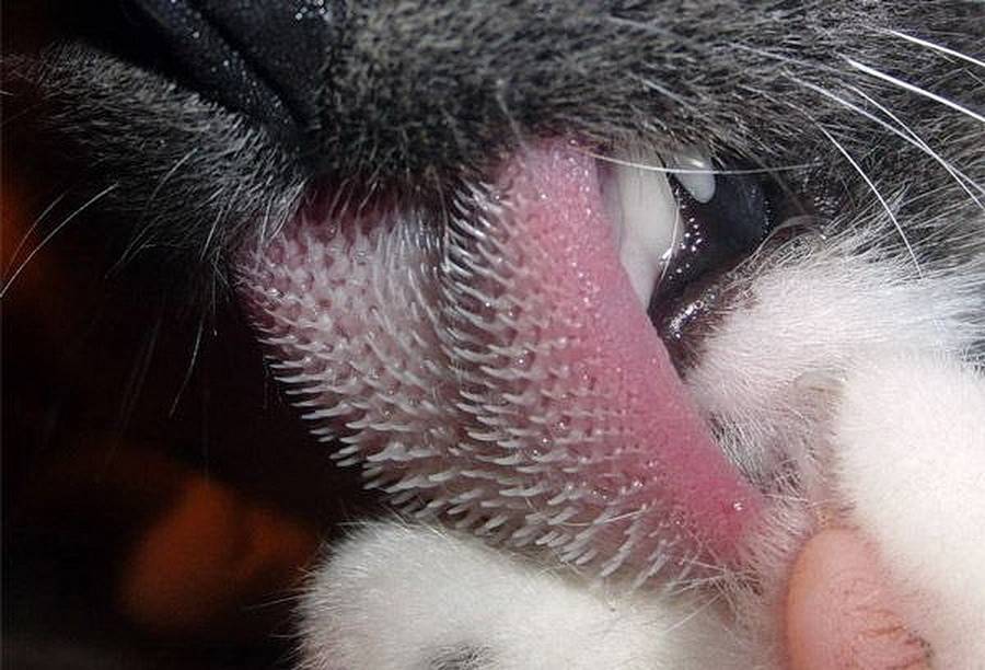 Почему у кошек такой шершавый язык | кот и кошка