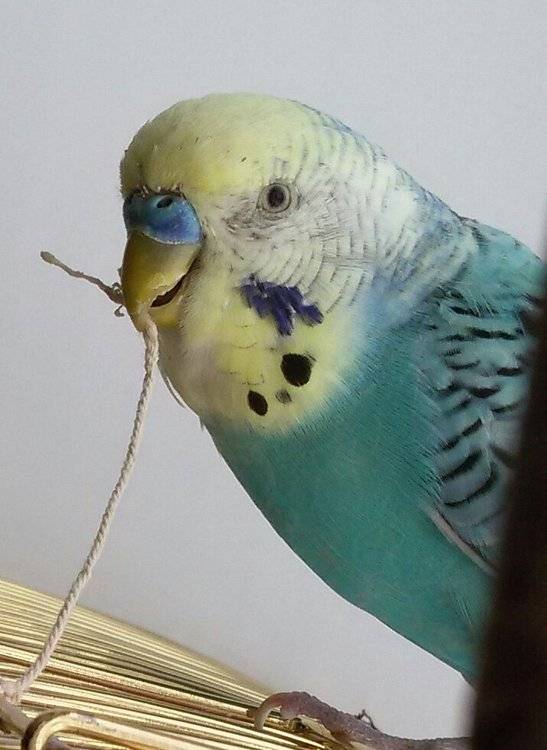 Почему попугай скрипит клювом: подробное описание причин