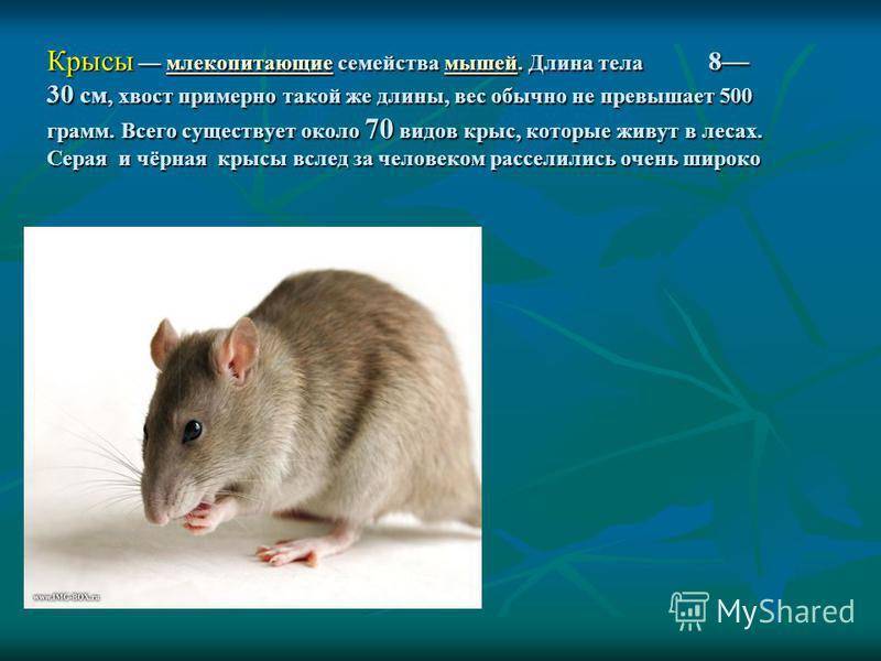 Разновидности крыс