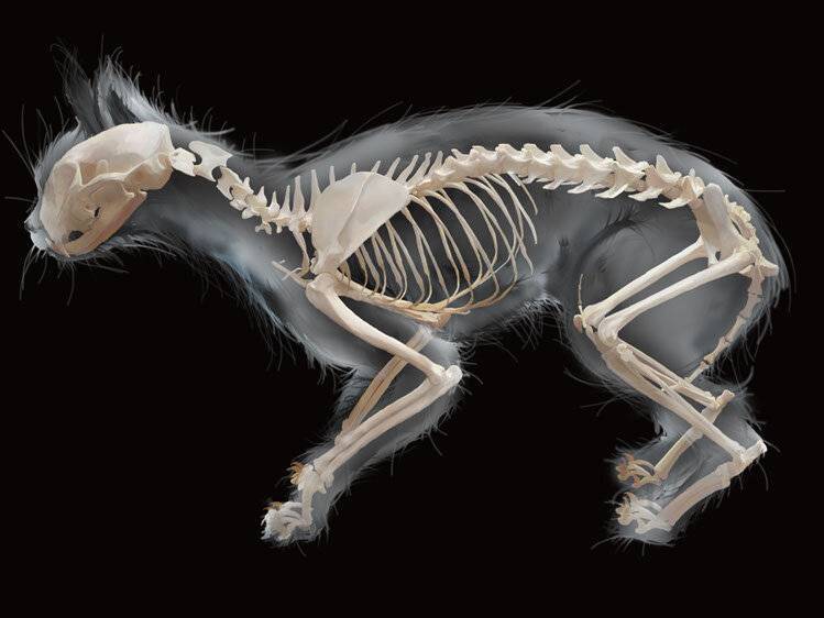 Строение скелета кошки – скелет котенка