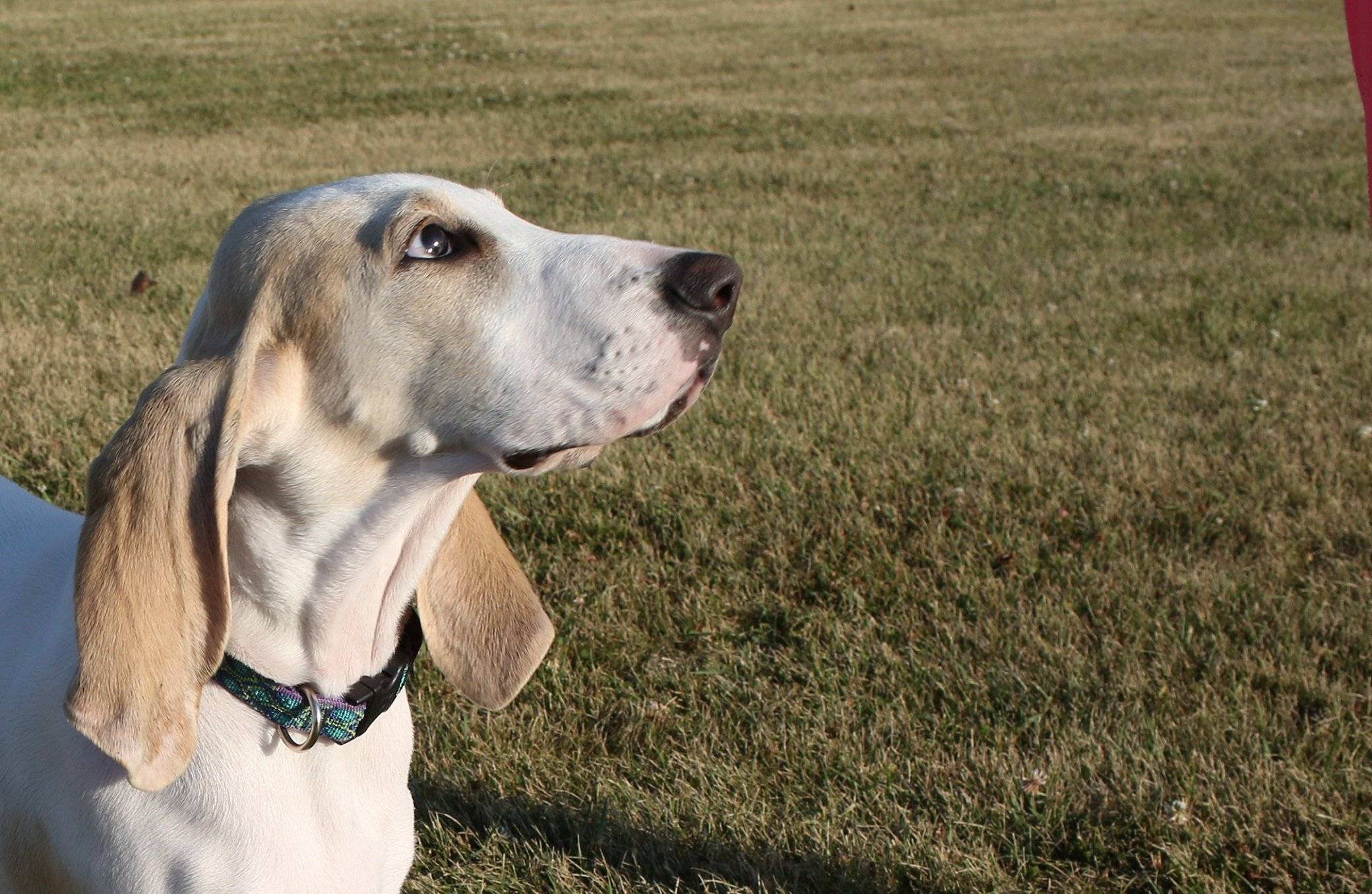 Порселен (фарфоровая гончая): фото собаки, цена, описание породы, характер, видео