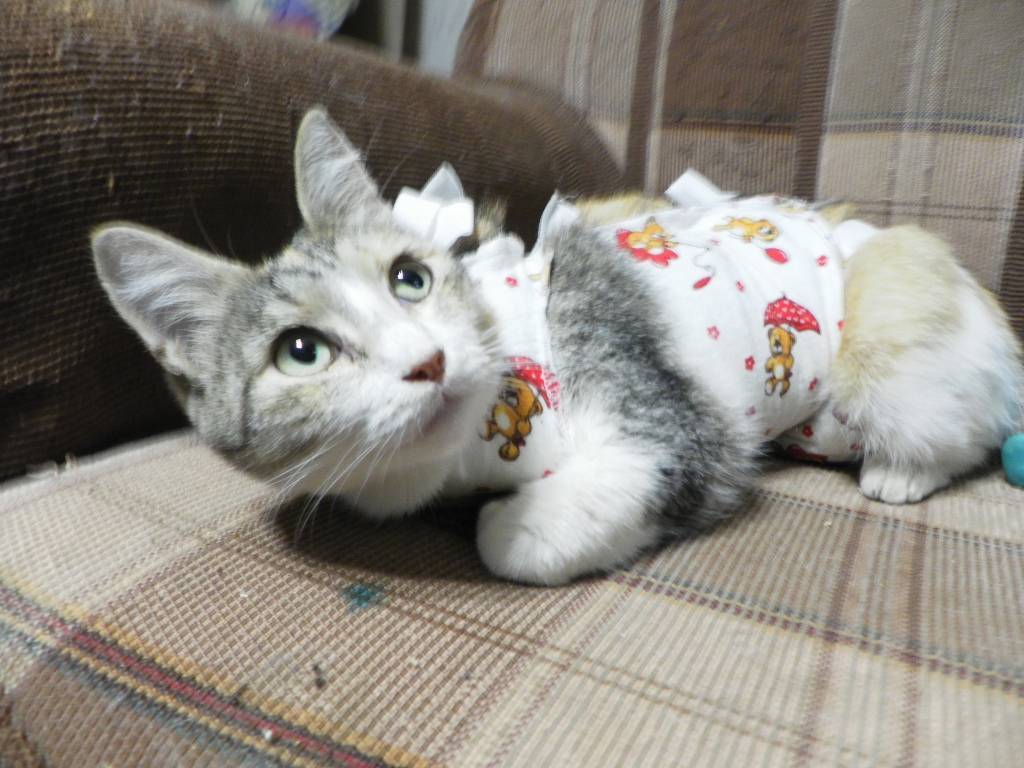 Как кошки благодарят хозяев: 7 способов кошачьего «спасибо» - gafki.ru