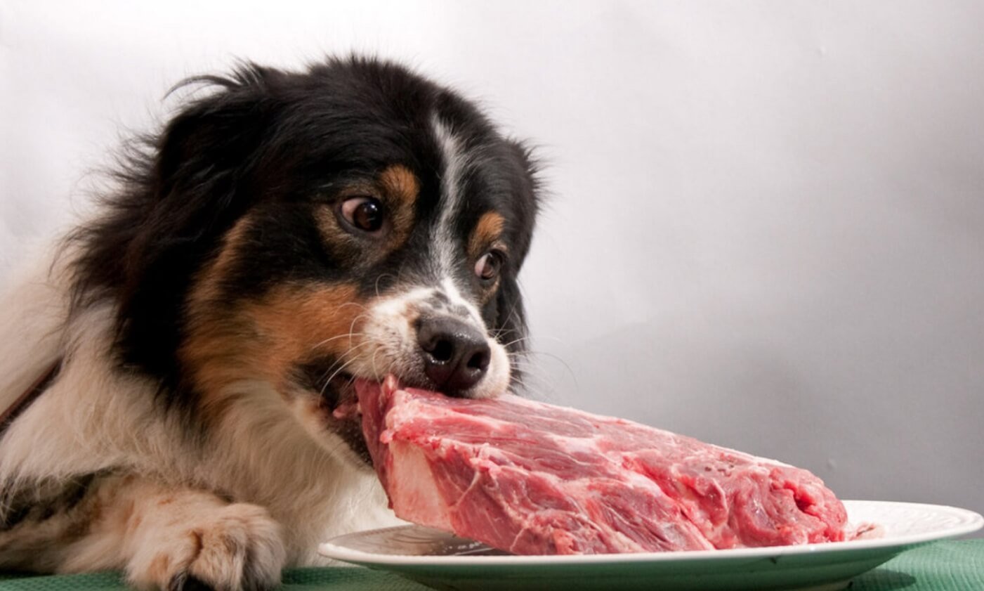 Кормление домашних собак сырым мясом может навредить их хозяевам -  Hi-News.ru
