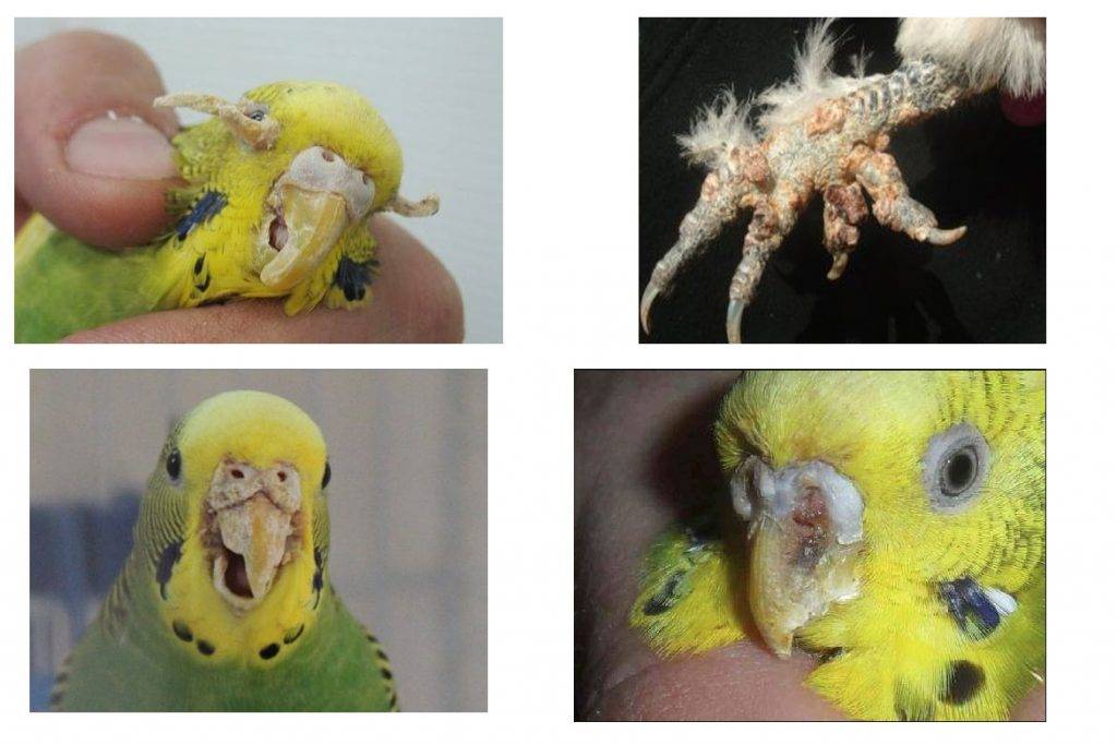 [новое исследование] клещи у попугаев (трахейный, очинный, перьевой, кнемидокоптоз): симптомы, методы лечения и профилактика