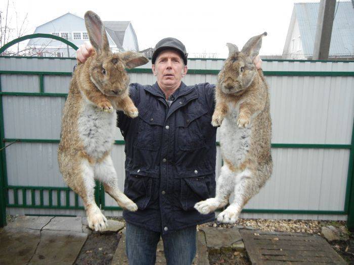 Самый большой кролик в мире, породы гигантских кроликов