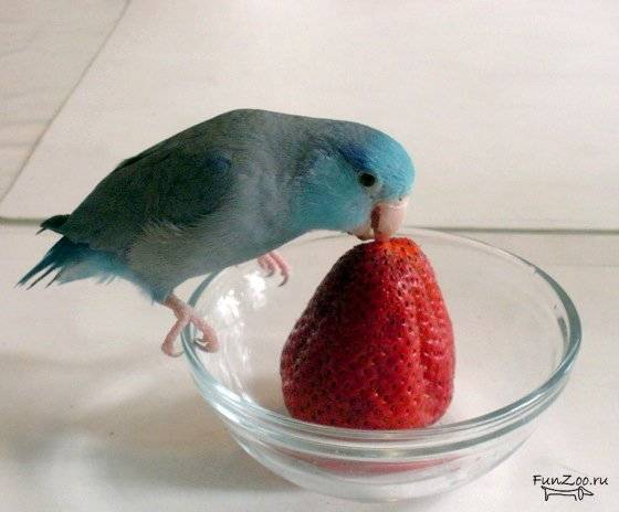 Чем кормить волнистого попугая в домашних условиях кроме корма [новое исследование]
