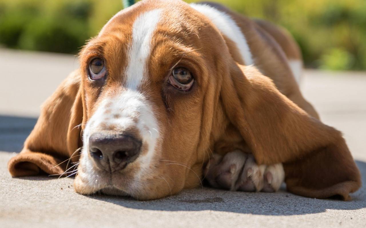 Породы собак с длинными ушами: описание и фото собак от мелких до самых крупных