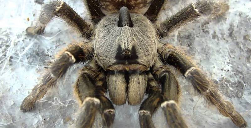 Паук тарантул – особенности содержания в домашних условиях, интересные факты о членистоногом
