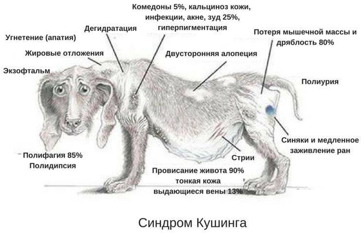=^..^= фелинологический альянс украины - домашняя ветеринария