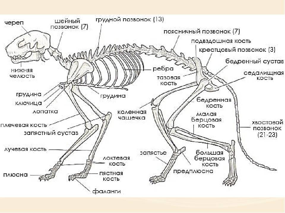 Внешнее строение обезьяны в картинках