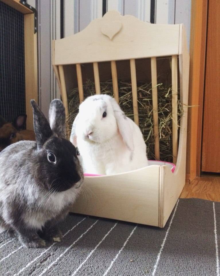 Как правильно ухаживать за кроликами в домашних условиях?
